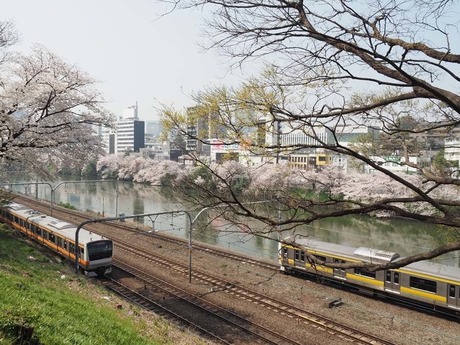 神田川沿いの桜